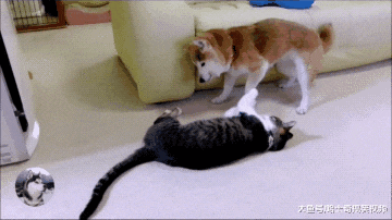 柴犬15岁半了，走路都要靠着墙，结果鼻子还被猫咪打肿了