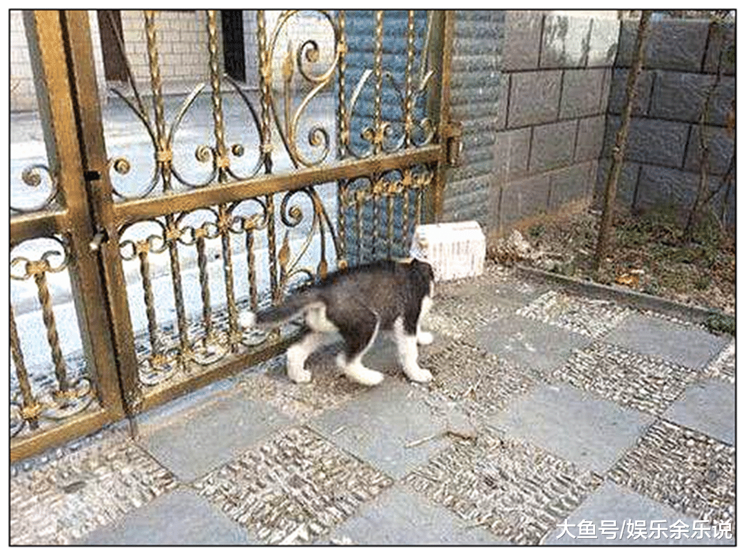 突然听到二哈在院子大叫，主人以为有人偷狗，出来一看笑到扶墙走