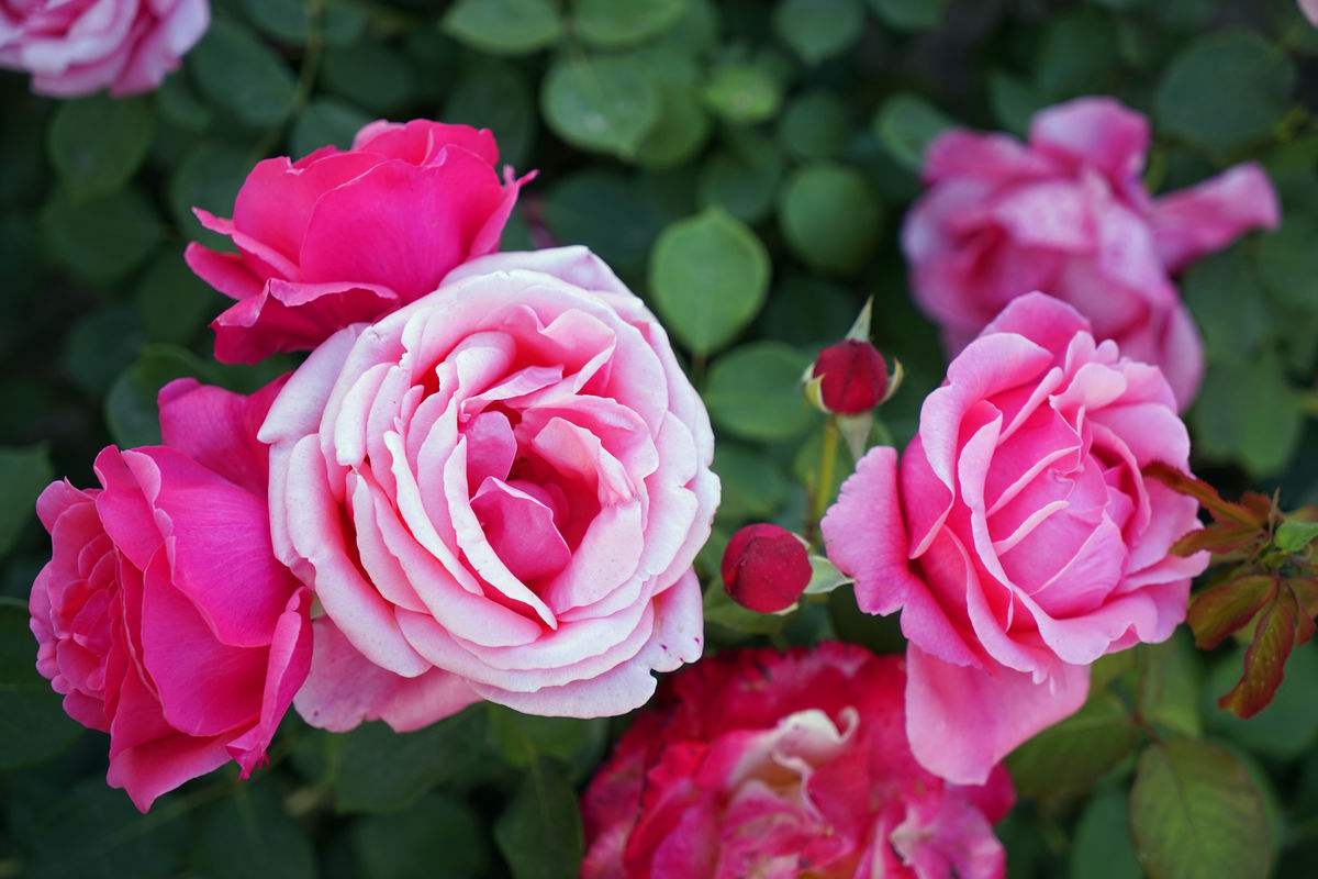 一般导致月季不开花的原因如下，请花友“对号入座”