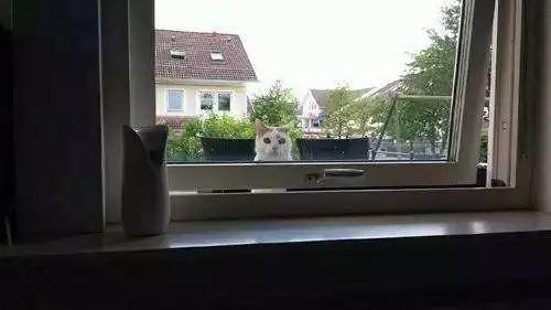 网友收到邻居投诉，原因是他家的猫总是这样监视邻居一家，崩溃