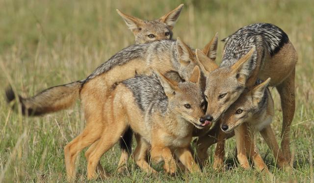 黑背胡狼的家庭观：每个成员都表现出对家人忠诚