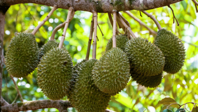 泰国水果摊摊主竟贴出这样的中文标语，中国游客看了都倍觉尴尬！