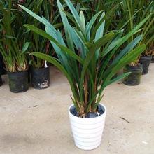 让人一眼就爱上的兰花，不娇不媚，清新脱俗，报岁香兰，墨兰企黑