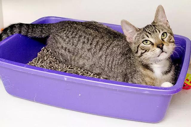 还在担心猫咪乱拉乱尿的问题？教你完美解决猫砂盆问题的5个建议