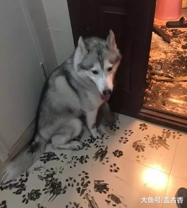 主人回到家后差点疯了，二哈是真的皮，土拨鼠表情包“啊”