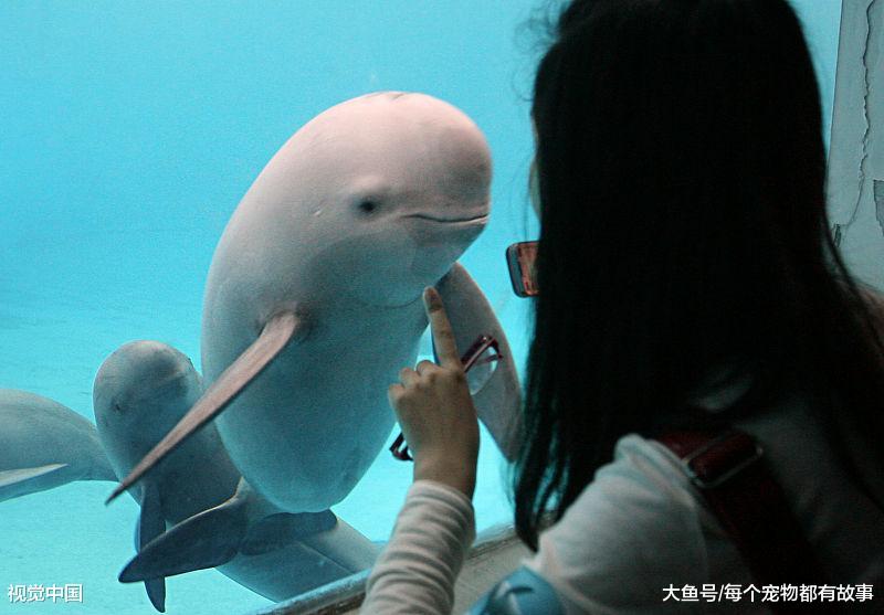 濒危物种——白鳍豚，这么可爱的生物不知道还能生存多久