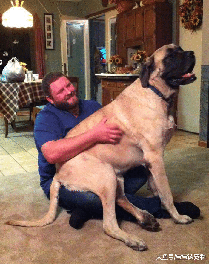 养一只大狗是怎样的体验？10张图告诉你答案