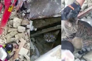 昨晚地震，铲屎官第一反应：抱着猫狗一起跑！不过姿势错了……