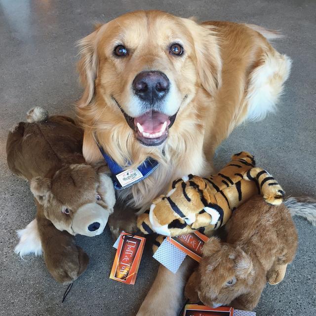 再“酷”的狗狗，生活中有這“5種”表現，說明狗狗正愛著你