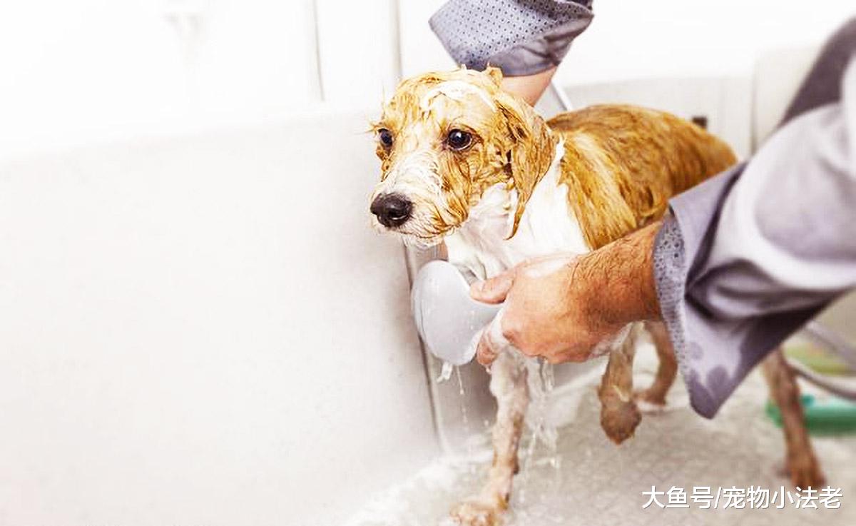 都说带狗去宠物店洗澡好？其实并不是所有的狗，都适合去宠物洗澡