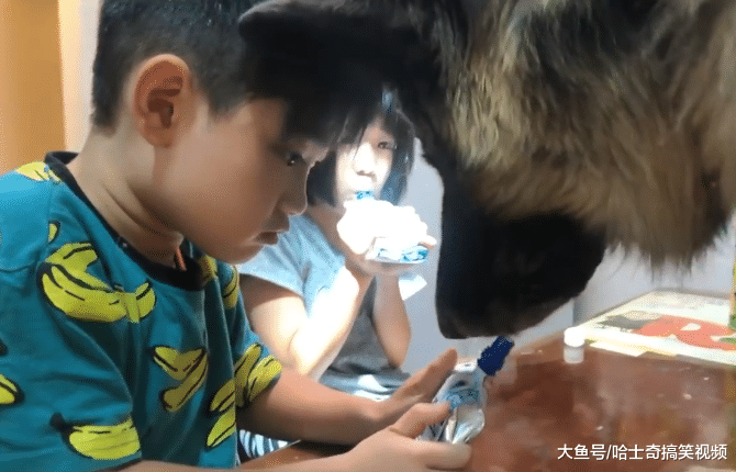 德牧已经4岁了，却总跟小主人抢零食吃，狗：家里我最小呢