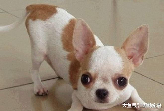 如果家里有小孩，那么这5种狗狗千万不要养！