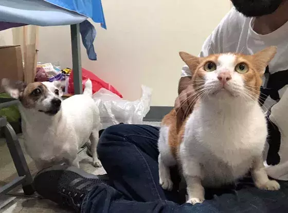 网友平时是比较亲猫的，可有天对狗狗做了亲密动作，猫看到后...