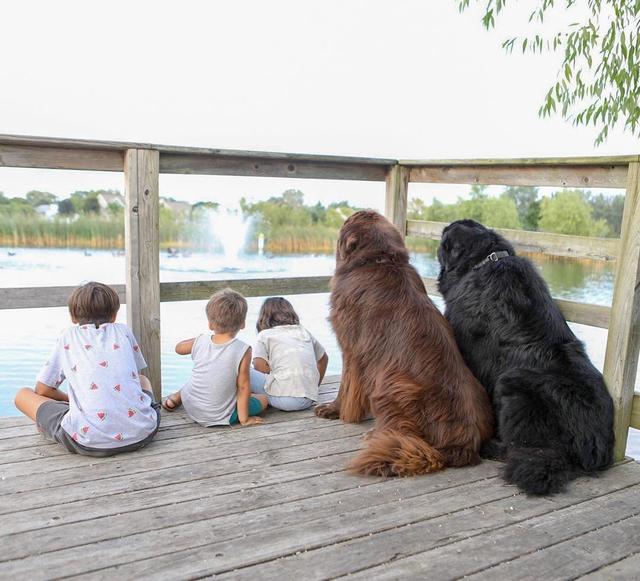 夫妇领养了72kg的狗狗，站起来一米八，看似凶猛实际小可爱