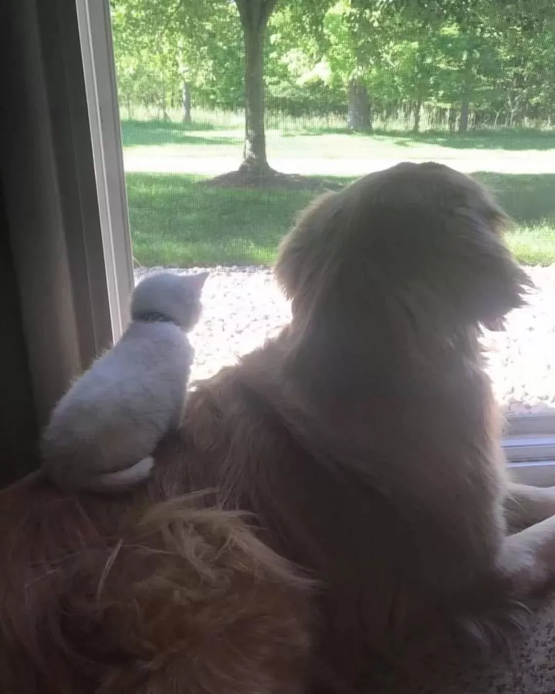 多指症小猫遭嫌弃，大金毛却Pick了它：以后，我罩你！