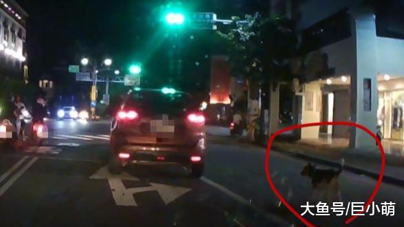 狠心主人在路中间停车，将狗狗推下车就走，只留狗狗在路上追车