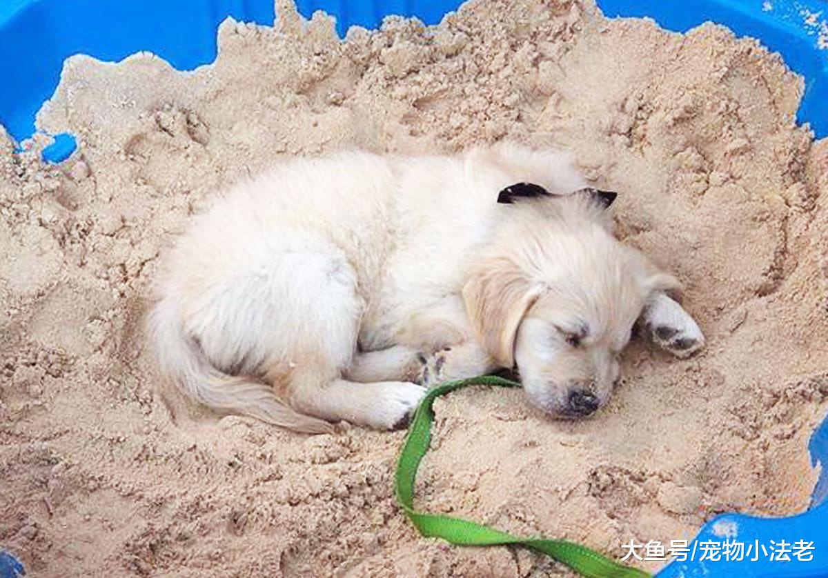 狗狗拆家真的只是精力旺盛吗？记住这2点，也许是狗狗生“病”了