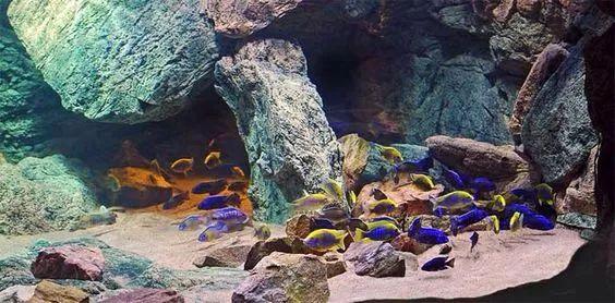 在马拉维湖见到的慈鲷, 怎么都这么凶?