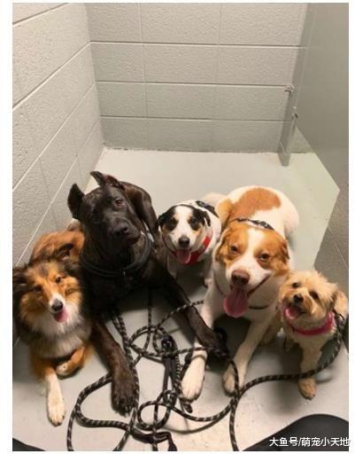 5只汪超爱主人，爱到不让她自己洗澡，每天浴室门口都是这么挤