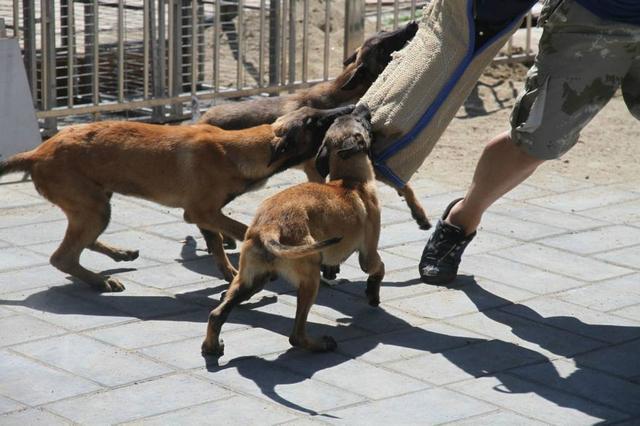 養馬犬前需具備的5個條件，你具備幾個？