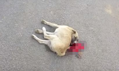 流浪幼犬遭车祸，颈部90度后折！然而救援人员并没有放弃……