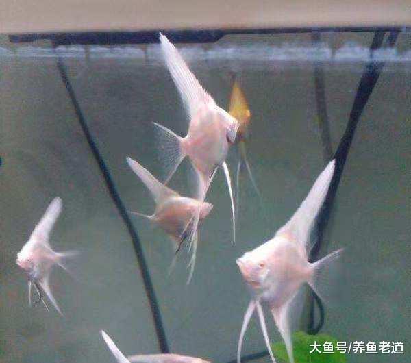 想在馬路邊上賣點熱帶魚，賺個零花錢可以嗎？