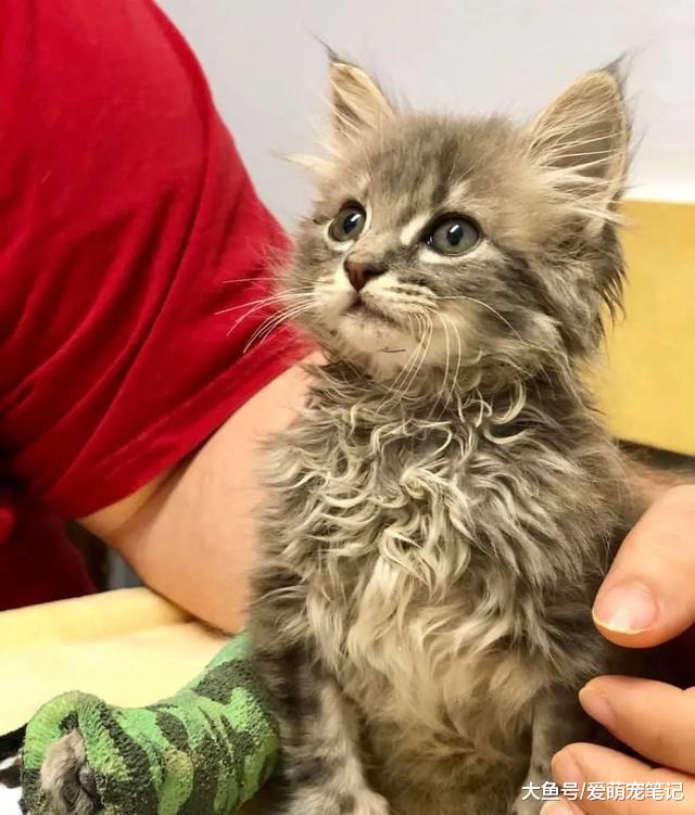 流浪奶猫体重不到两斤，却经历了三次手术，截肢后的喵生真幸福