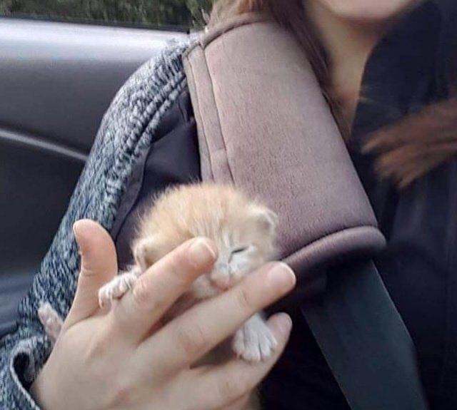 女孩排水沟捡到一只流浪小猫，几天后，女孩做了一个决定