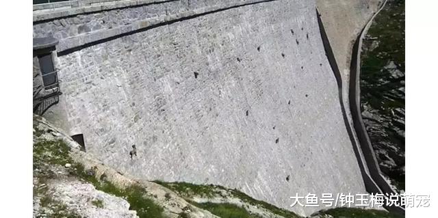 山羊这种生物，当真是牛bility！