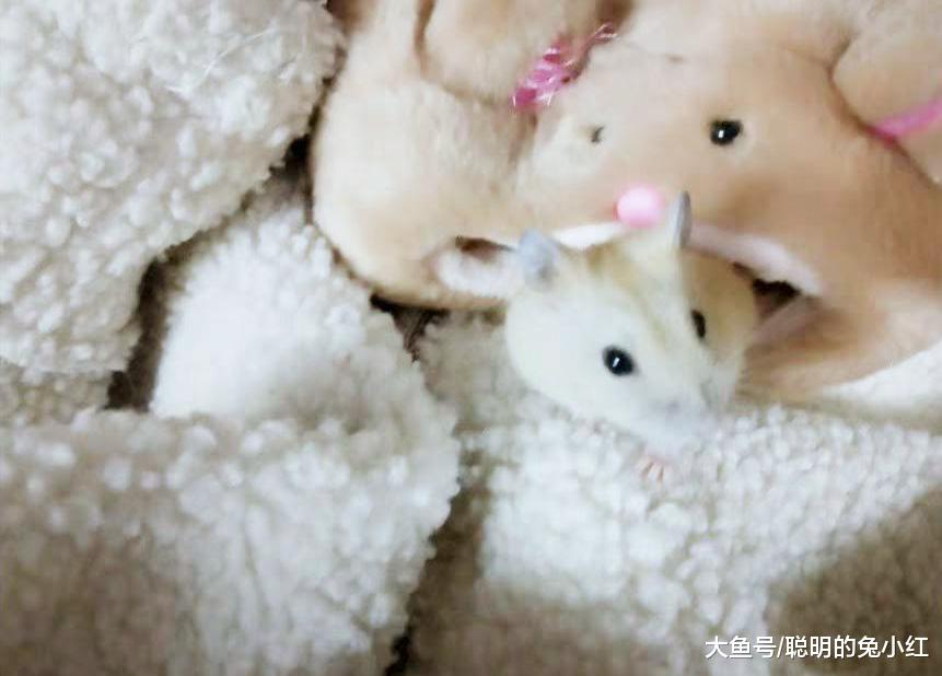 仓鼠想吃蝎子却打不过，转头看上了金龟子，结果让它怀疑鼠生