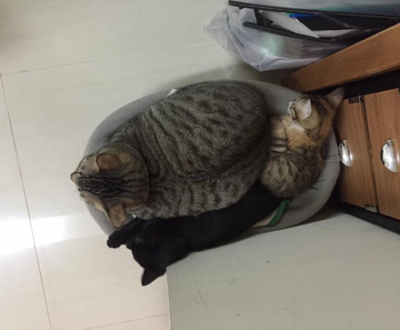 手速比猫快是种什么样的体验？