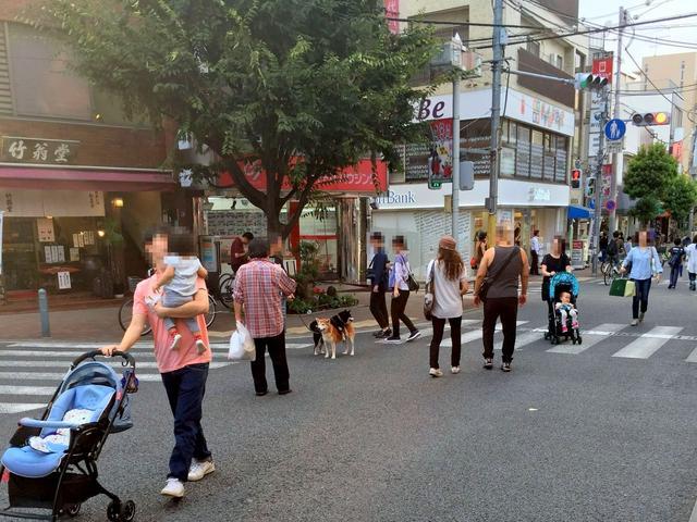 日本新晉網紅柴犬，黑柴從不認真走路，只想讓黃柴哥哥背著走