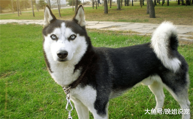 5种最“小气”的狗狗, 凶主人是轻的, 第五种会“报复”主人