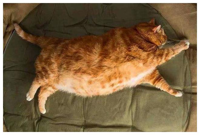 猫咪逛商场, 排面讲究, 得有美女当丫鬟, 走哪都惹来一阵拍照