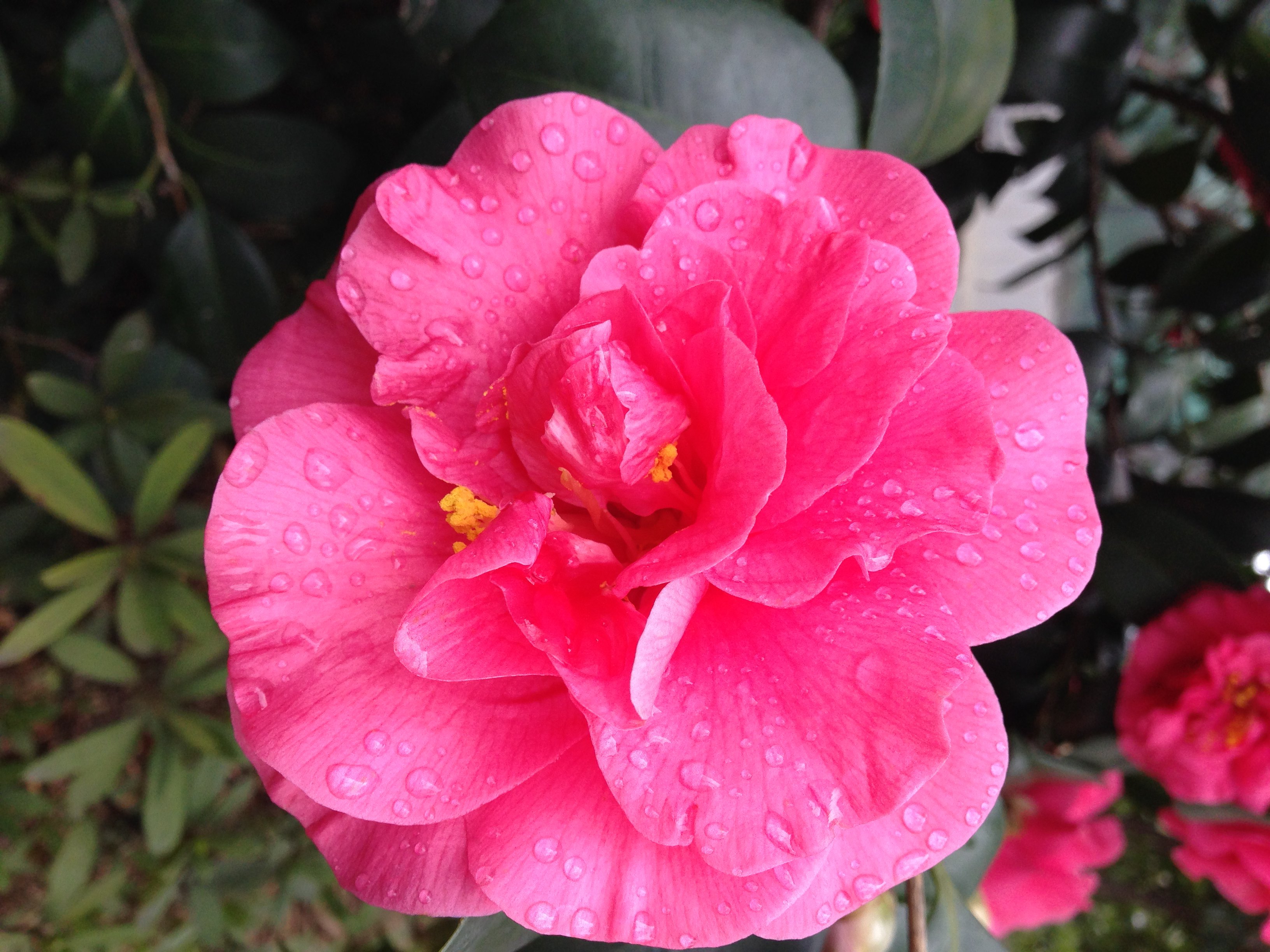 想让山茶花长得快的方法有哪些，这里知道来看看吧