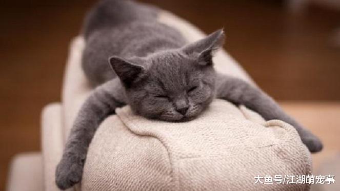 第一次养猫，下面7个知识点一定要知道