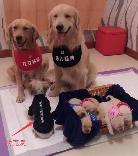 金毛生了5个宝宝，主人说要把它们卖掉，狗爸妈的反应让人笑喷！