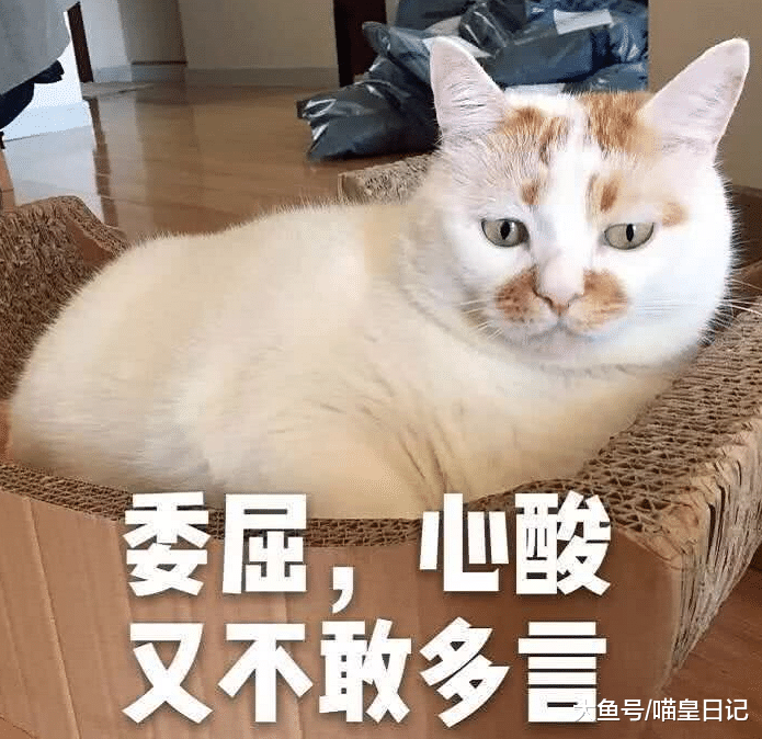 猫咪早上挠门并非因为想主人，这四个小心思，才是它们的真正目的