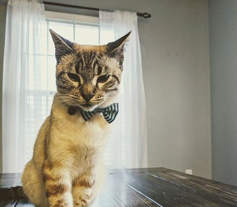 猫咪跟主人要一张小床自己睡，原因是主人放屁太臭了！