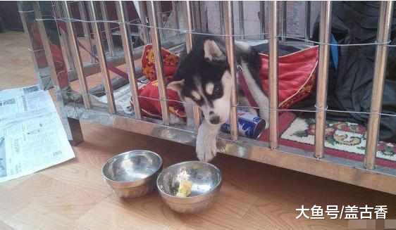 眼见为实，耳听为虚，简直是蠢出天际的二哈，是在下输了