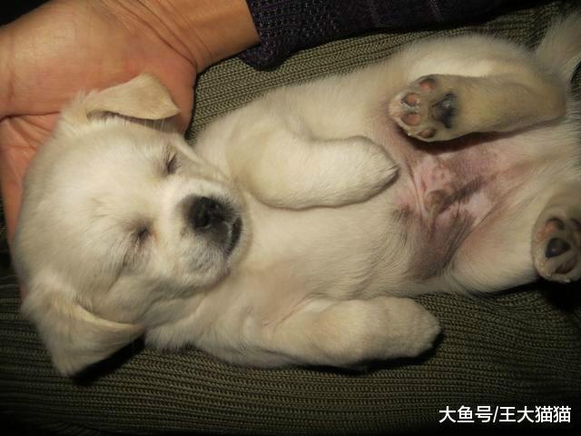 狗狗受到了驚嚇狂吠不止，主人應該如何安慰狗狗