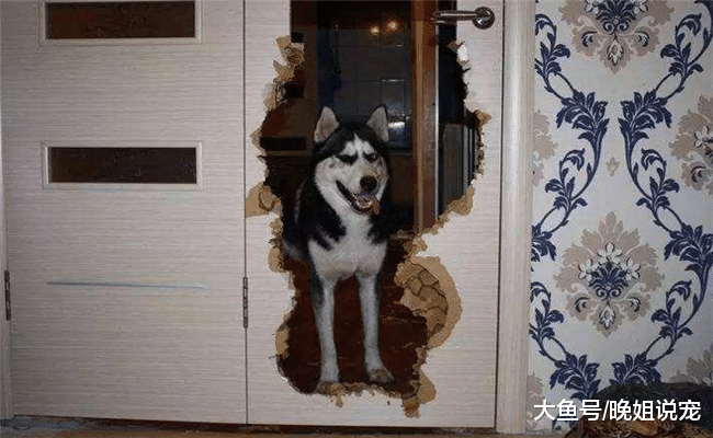狗狗为了吸引你的注意力, 都做过哪些“奇葩”事? 网友: 离家出走