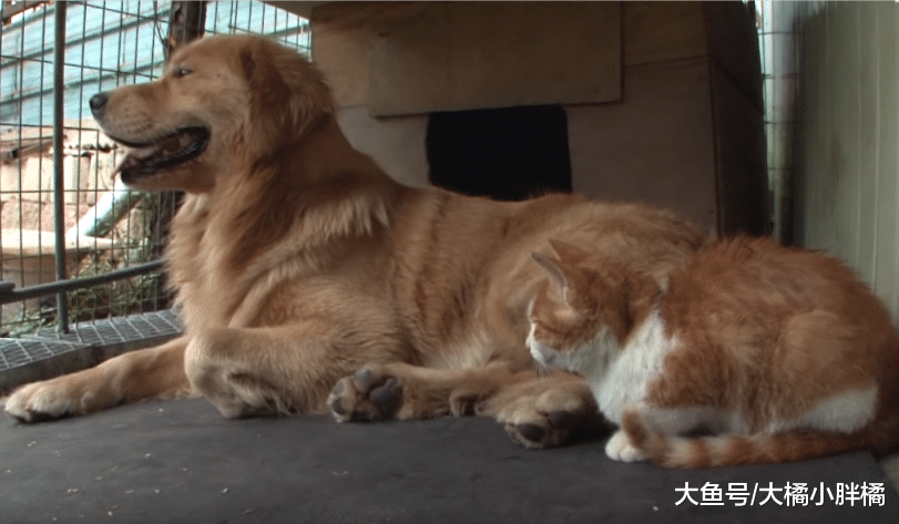 橘猫喜欢调皮金毛，可金毛总是“欺负”它，它的反应太不像猫了