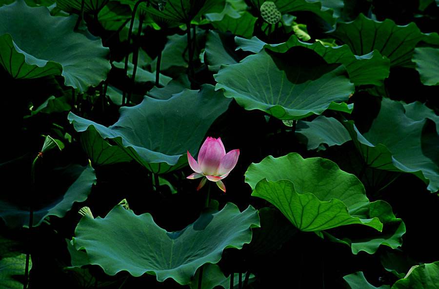 衣柜除甲醛的方法，你学会了吗？