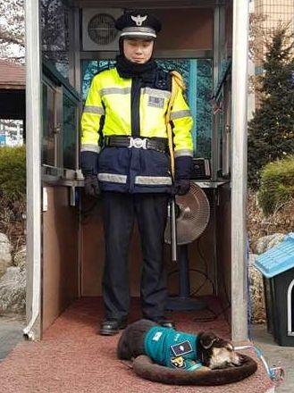 流浪狗陪警衛站崗一整夜，14天后竟得到專屬警服，走上狗生巔峰