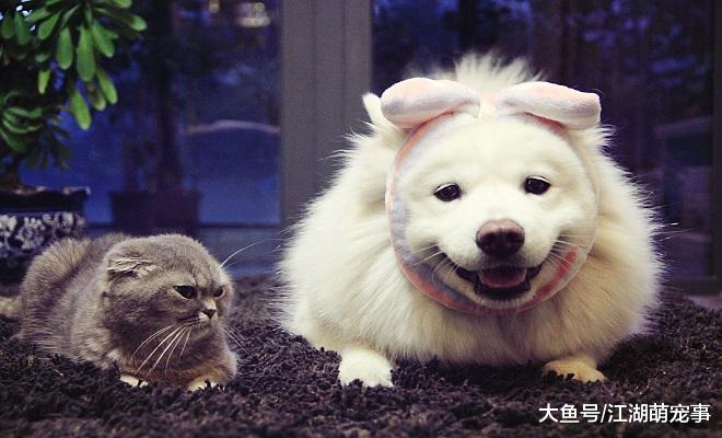 养狗人的4个特征，人群中一眼都能看出来