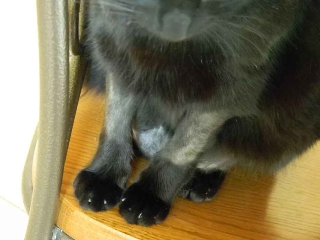 为啥猫咪每天掉毛依然毛茸茸？别酸啦，其实猫也是会秃的！