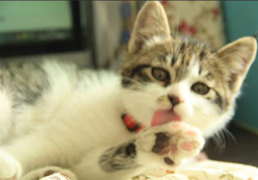 猫咪把猫粮吃吐了怎么回事？离不开这三种原因！