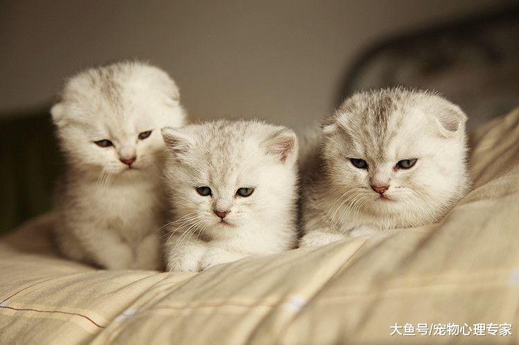 辟谣! 猫毛会被吸入肺里是真的吗? 长期养猫, 肺里也会积毛?