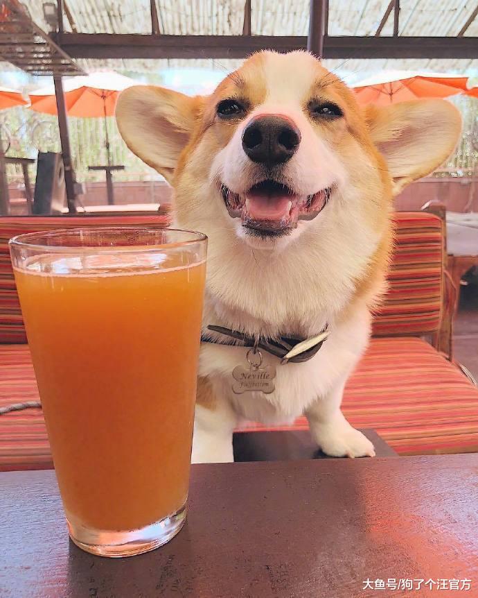 出去耍忘记给狗子喂饭了，然后回来这个样子